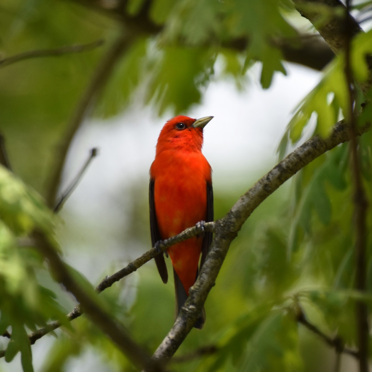 Scarlet Tanager - ML161822431