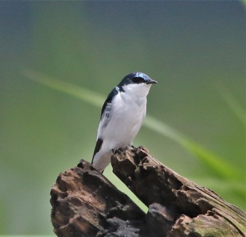 White-winged Swallow - ML161823731