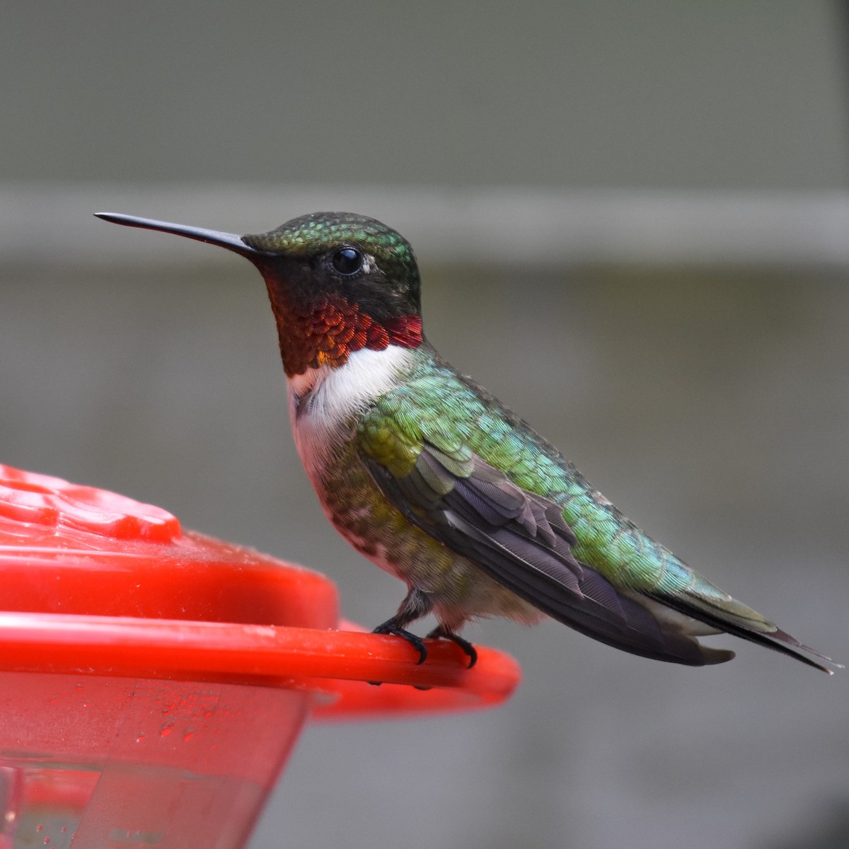 Ruby-throated Hummingbird - ML161823871