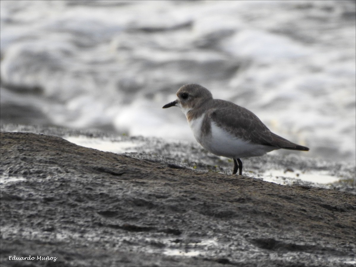 Two-banded Plover - ML161826181