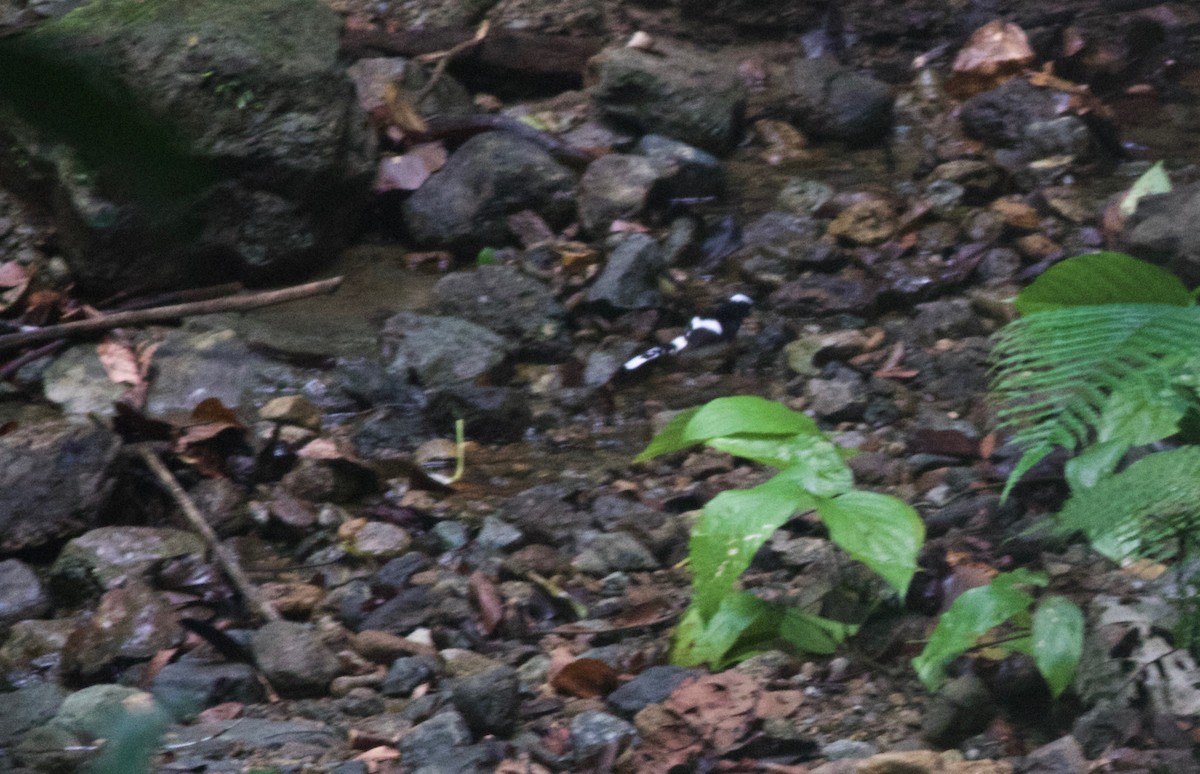 White-crowned Forktail (Malaysian) - ML161827761