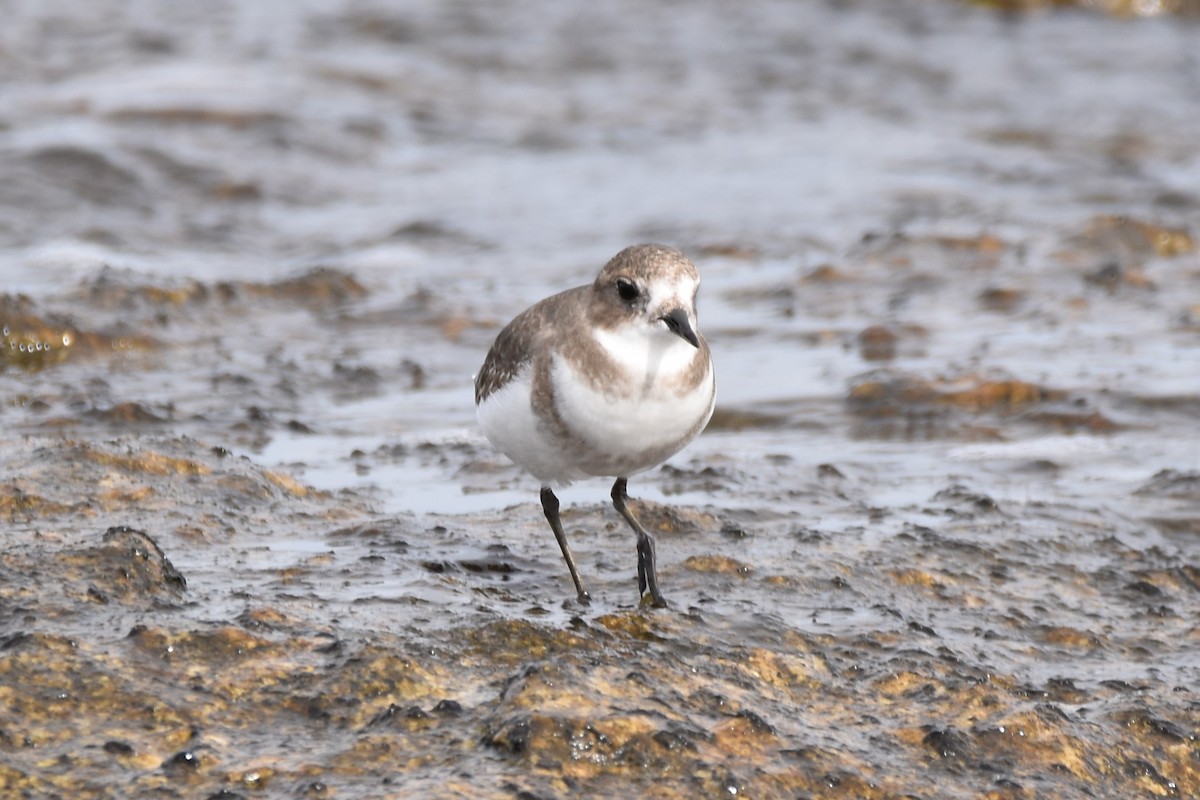 Two-banded Plover - ML161831441