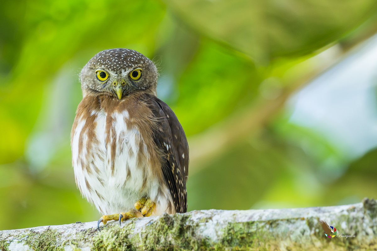 Central American Pygmy-Owl - ML161832041