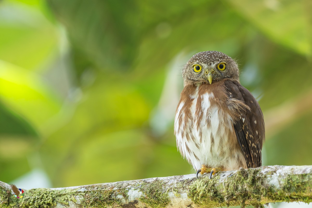 Central American Pygmy-Owl - ML161832051