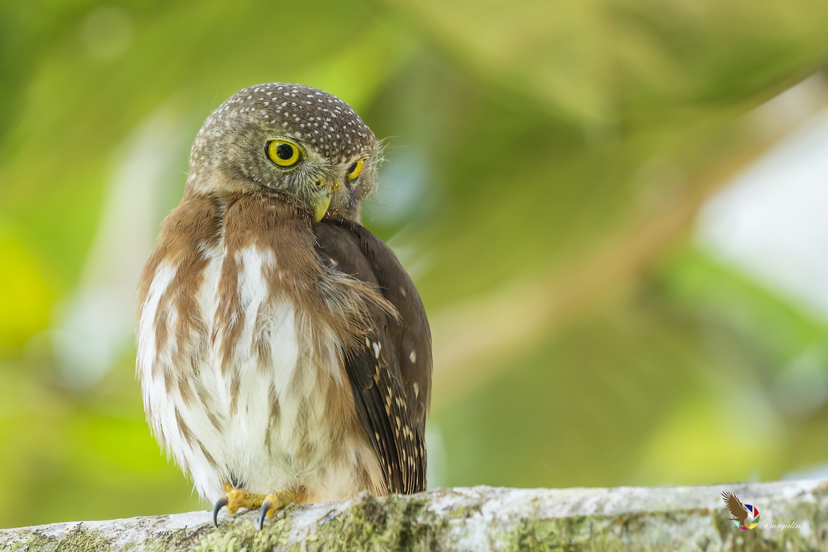 Central American Pygmy-Owl - ML161832171