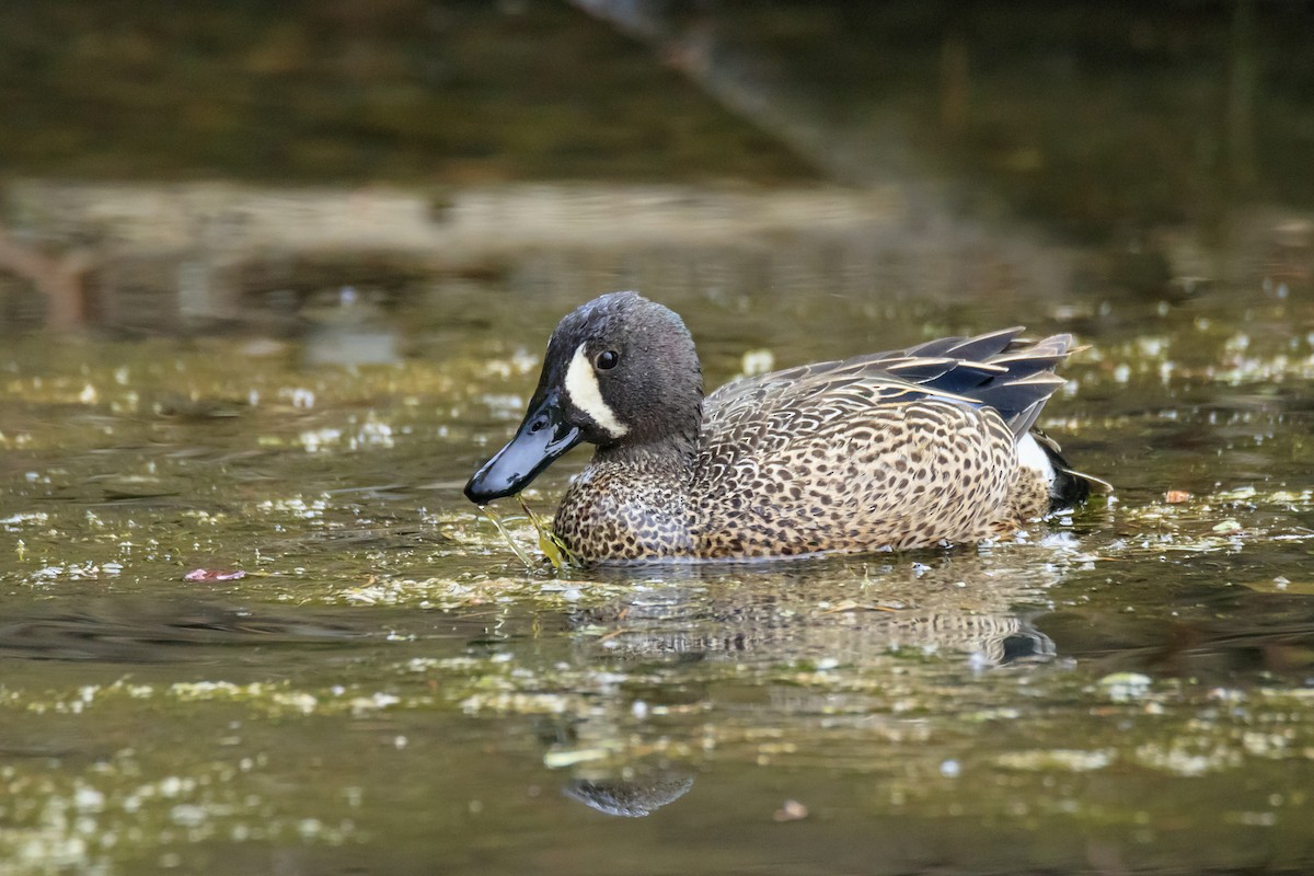 Blue-winged Teal - Frank Lin