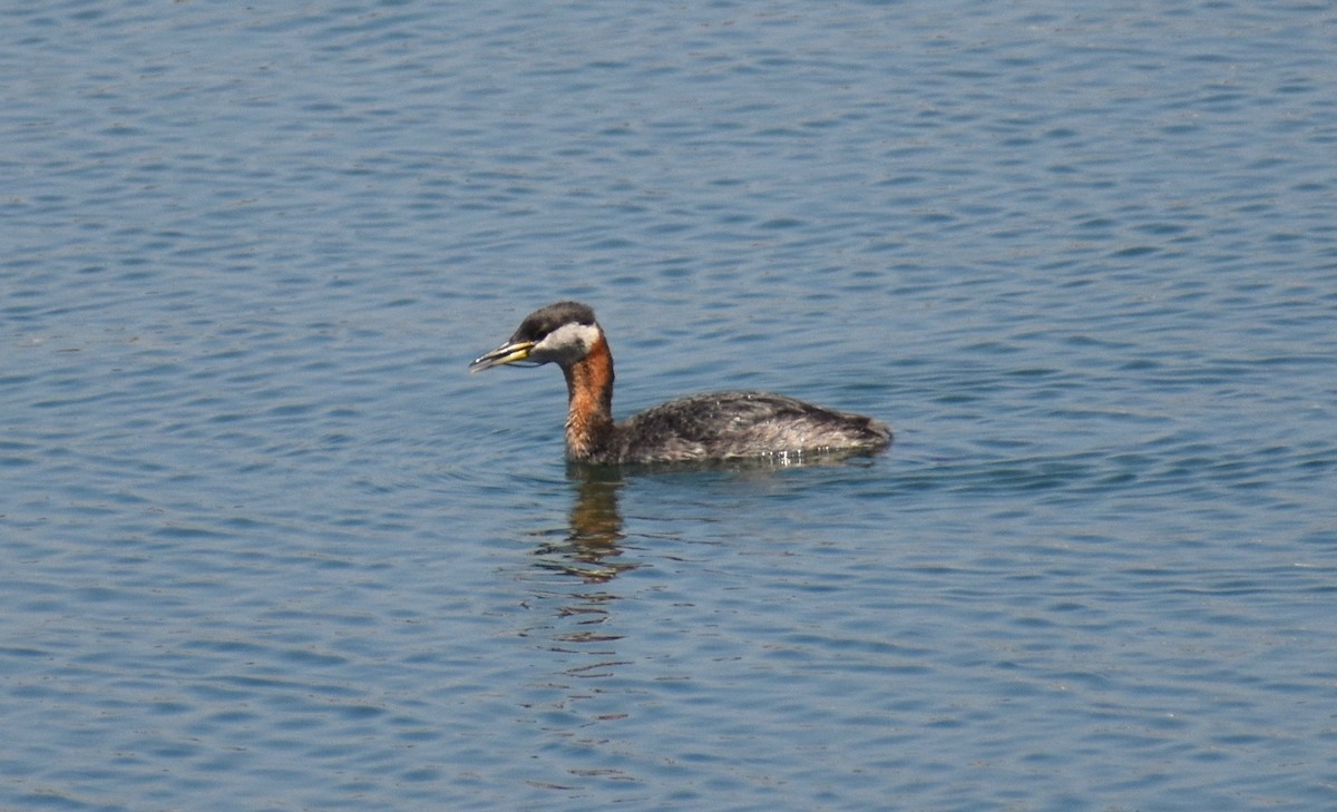 Red-necked Grebe - ML161834261