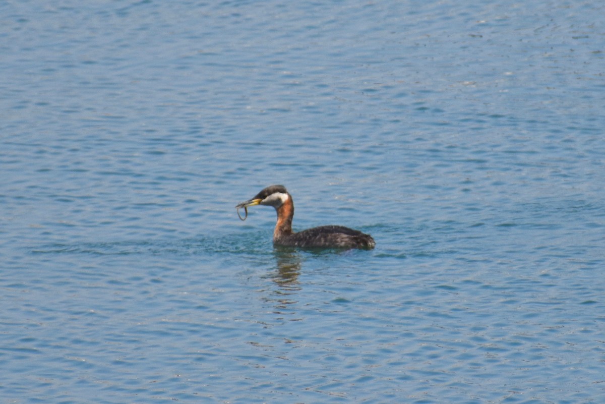 Red-necked Grebe - ML161834281