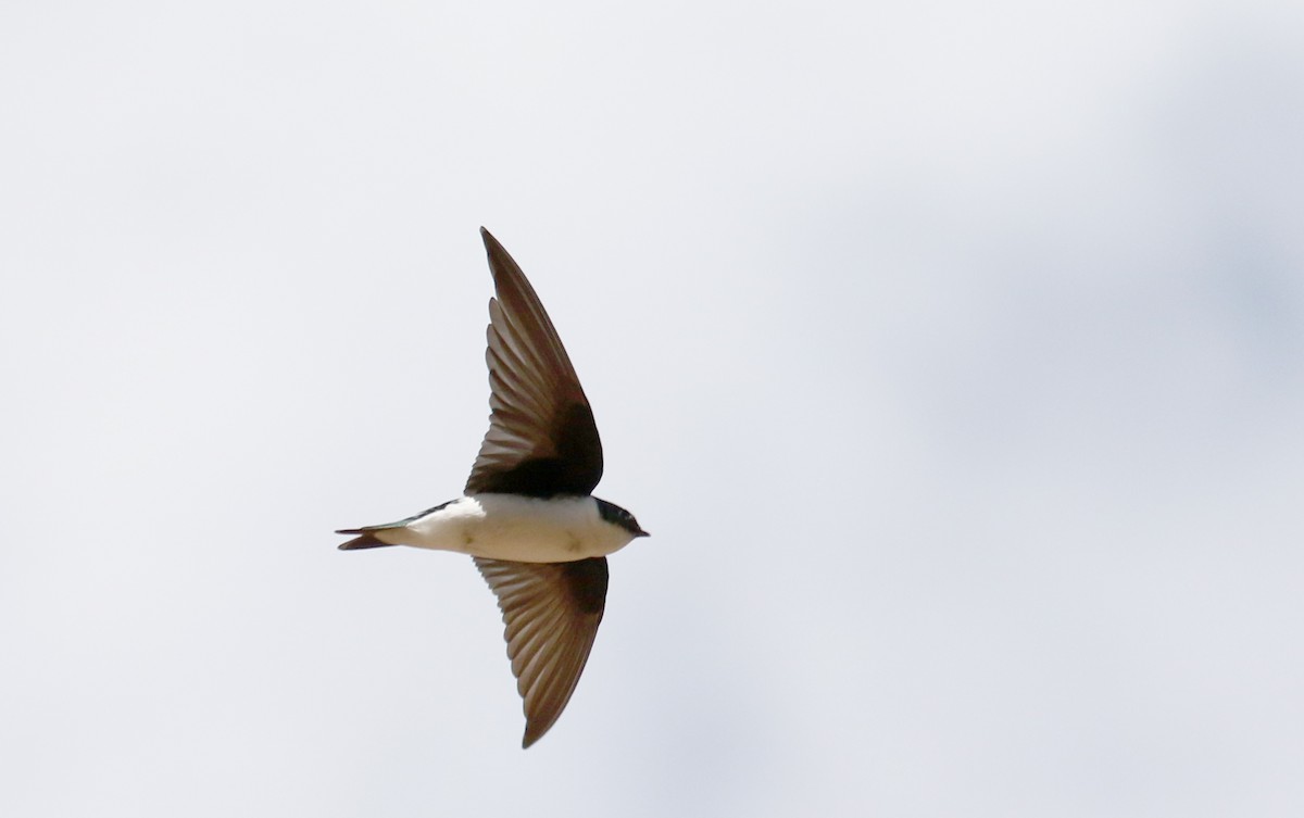 Golden Swallow - ML161835141