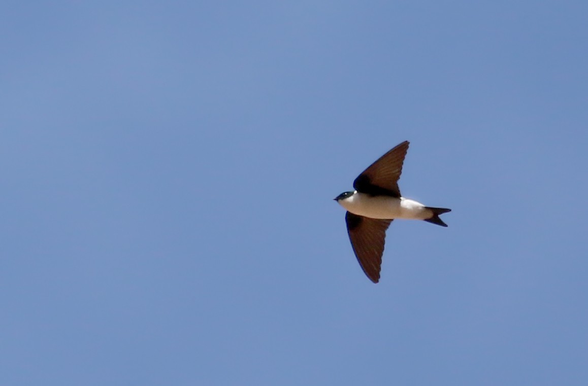 Golden Swallow - ML161835251