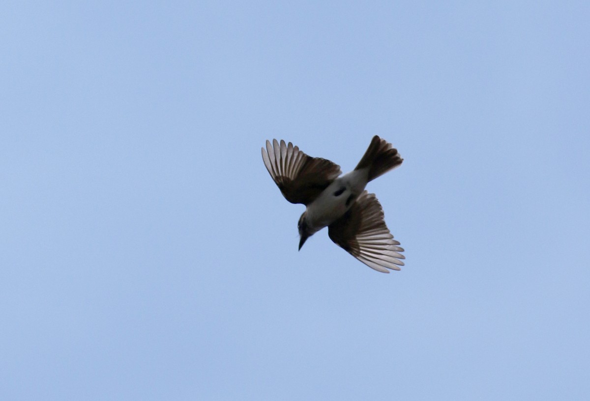 Loggerhead Kingbird (Hispaniolan) - ML161835601
