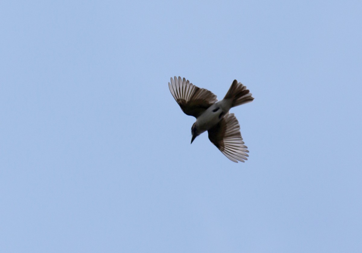 Loggerhead Kingbird (Hispaniolan) - ML161835611