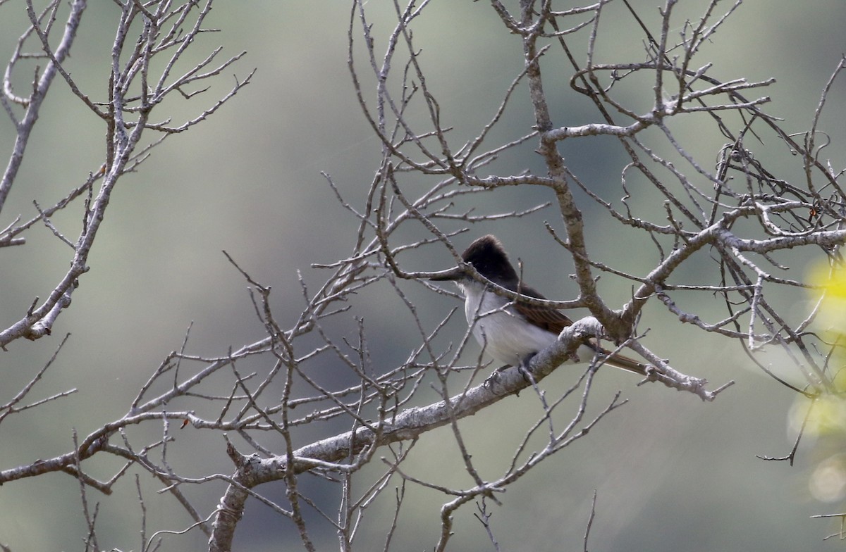 Loggerhead Kingbird (Hispaniolan) - ML161835641