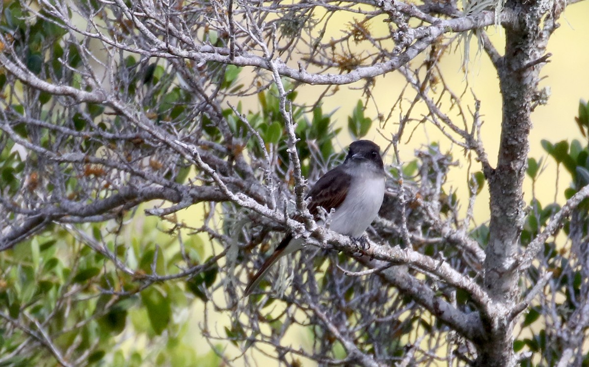 Loggerhead Kingbird (Hispaniolan) - ML161835661