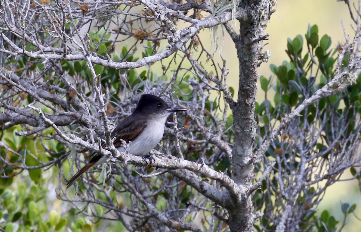 Loggerhead Kingbird (Hispaniolan) - ML161835671