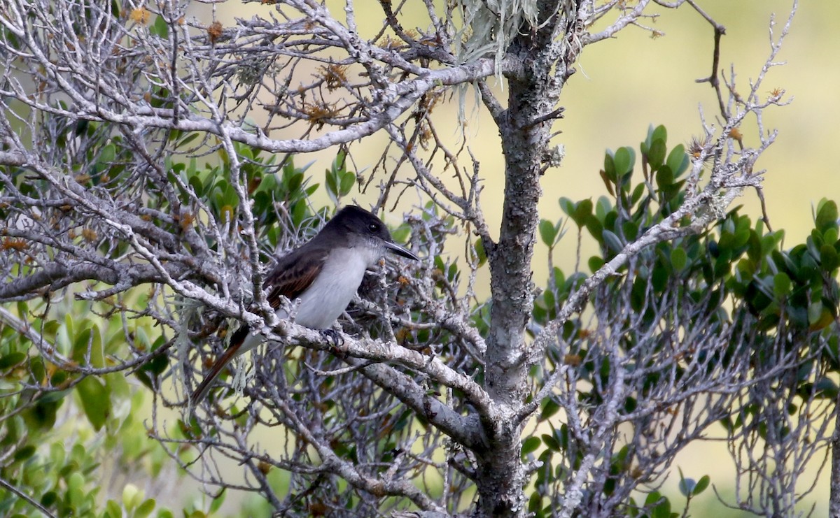 Loggerhead Kingbird (Hispaniolan) - ML161835681