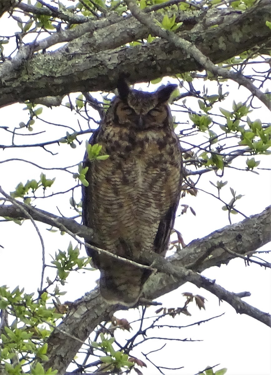 Great Horned Owl - Jim Sweeney