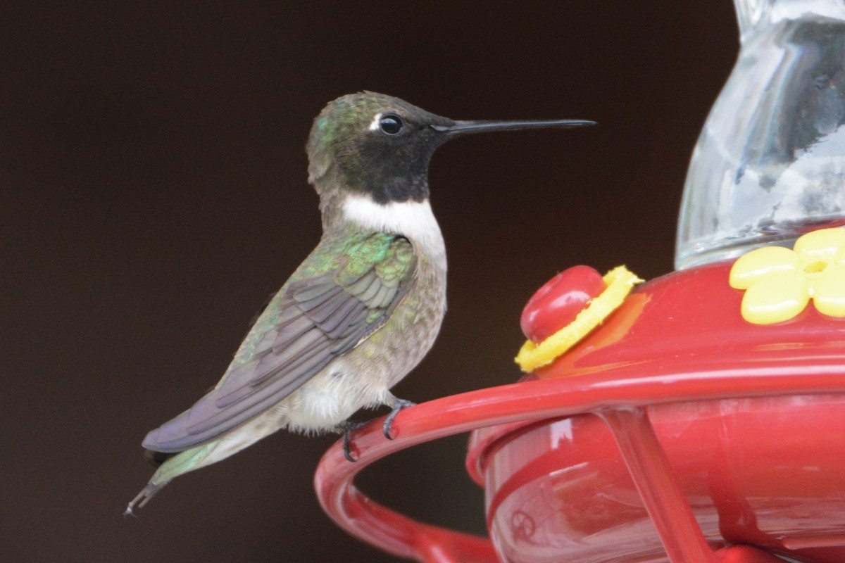 Black-chinned Hummingbird - ML161838111