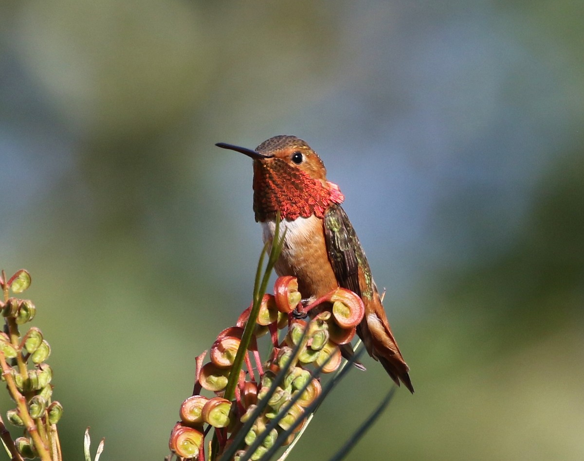 Allen's Hummingbird - ML161838201