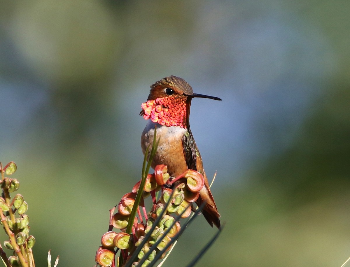 Allen's Hummingbird - Tom Benson