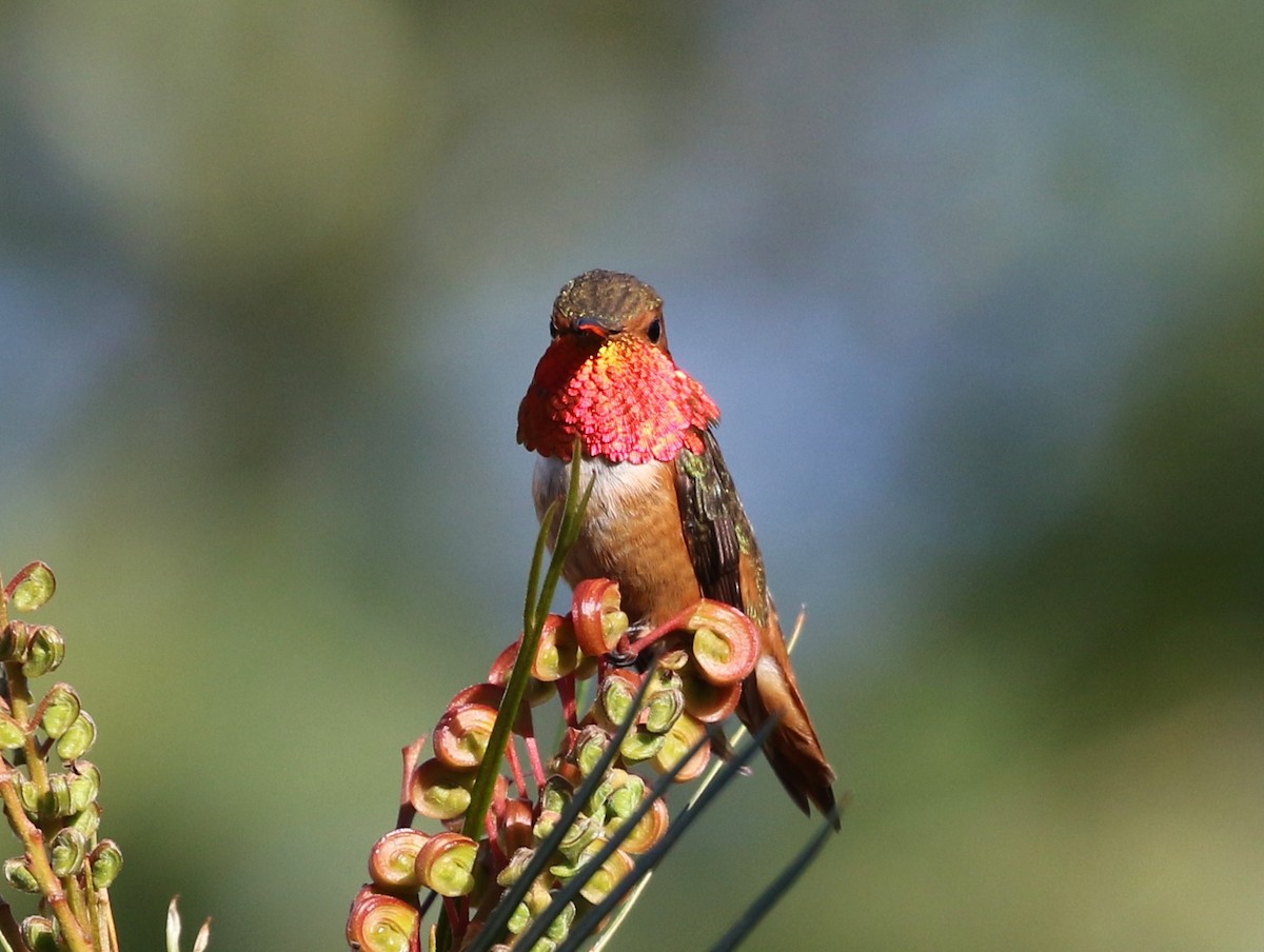 Allen's Hummingbird - ML161838231
