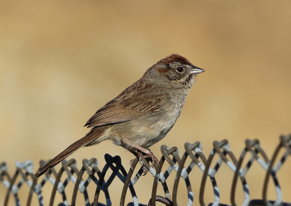 Rufous-crowned Sparrow - Tom Benson