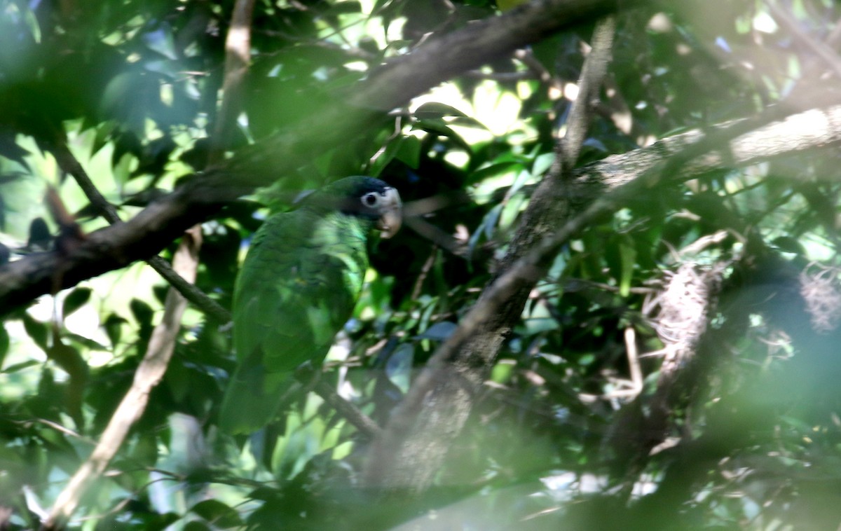 Hispaniolan Parrot - ML161839021