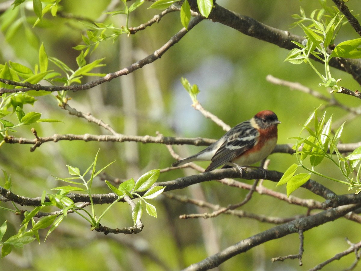 Bay-breasted Warbler - ML161839091