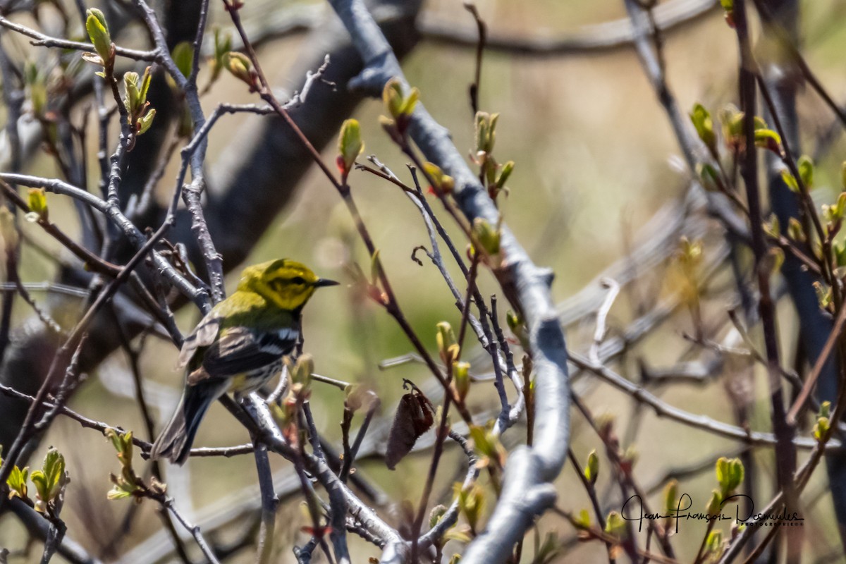 Black-throated Green Warbler - ML161843011