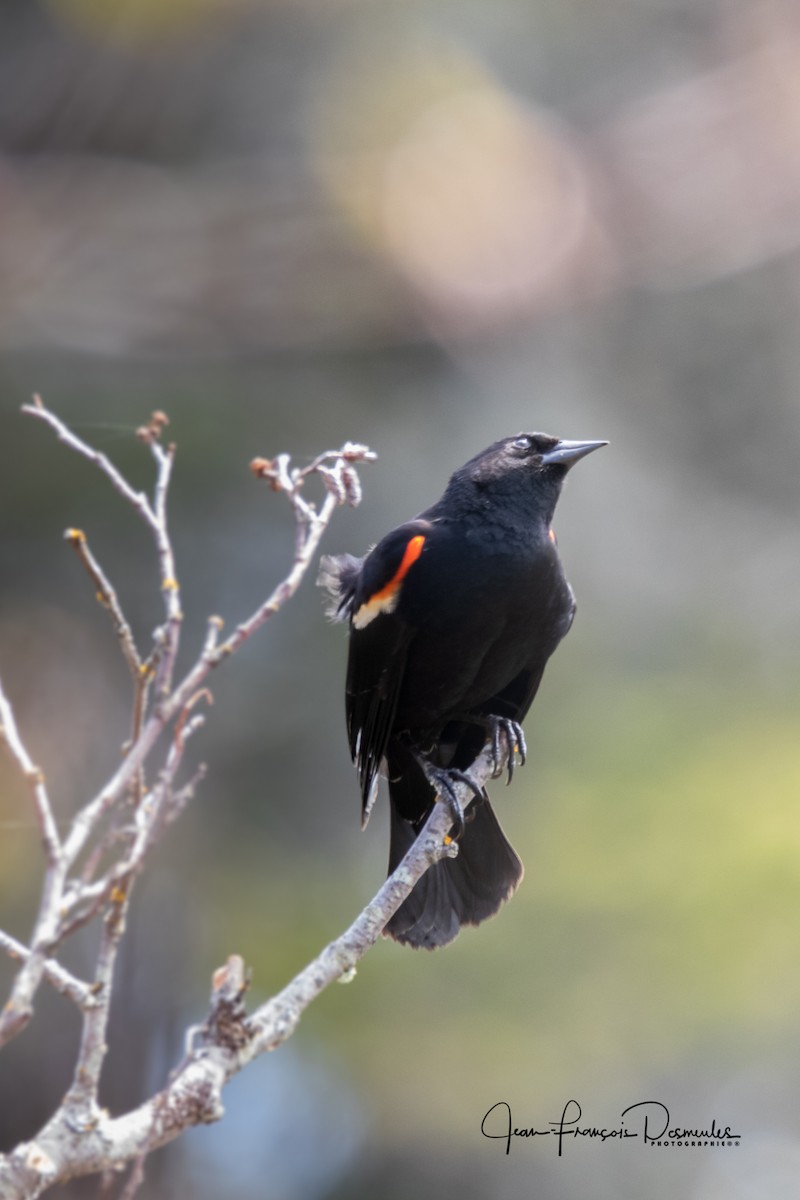 Red-winged Blackbird - Jean-François Desmeules