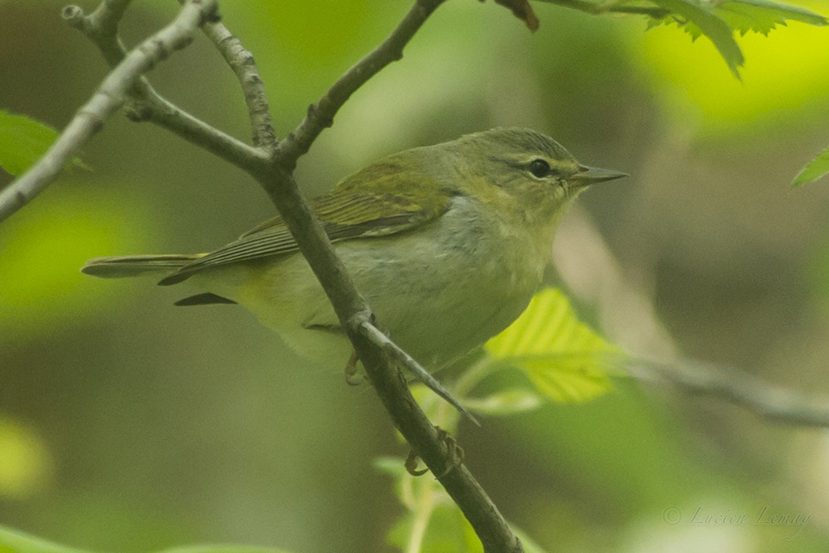 Tennessee Warbler - Lucien Lemay