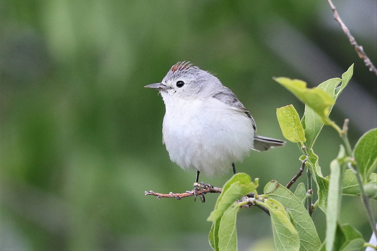 Lucy's Warbler - ML161852121