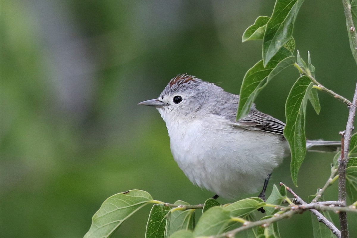 Lucy's Warbler - ML161852141