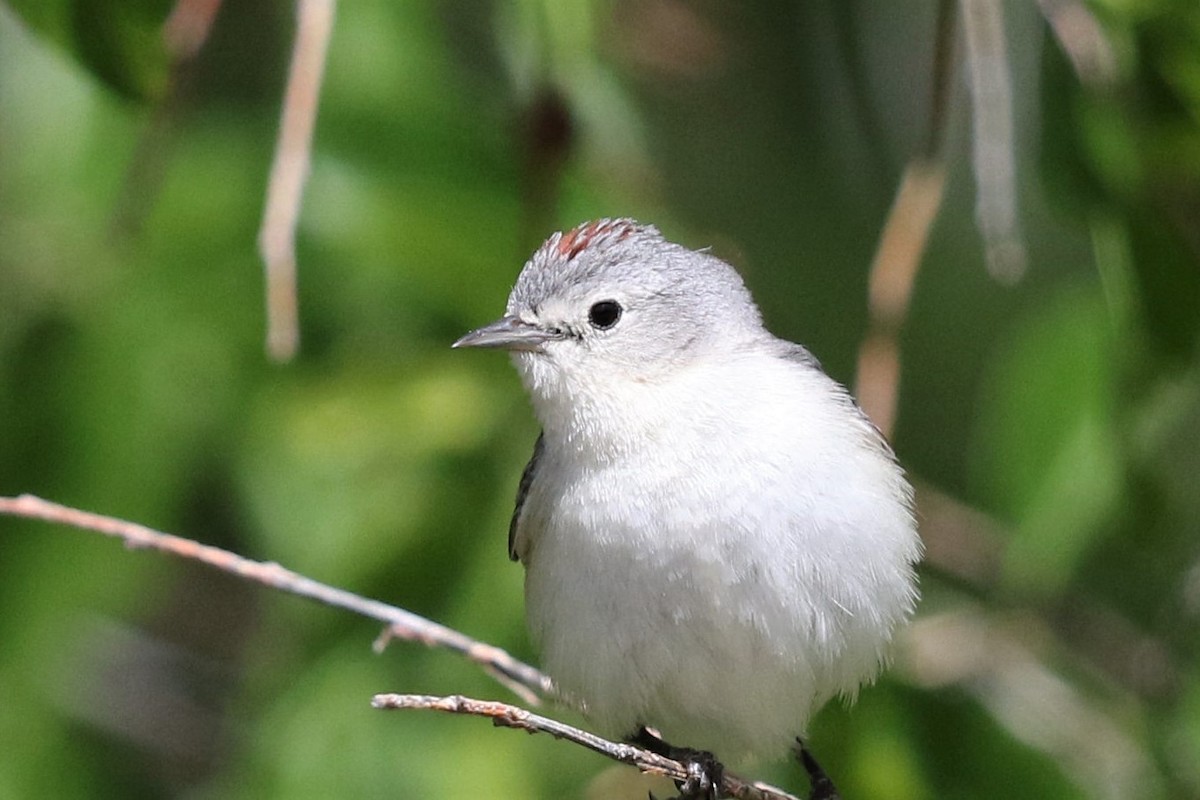 Lucy's Warbler - ML161852151