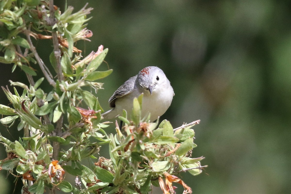 Lucy's Warbler - ML161852161