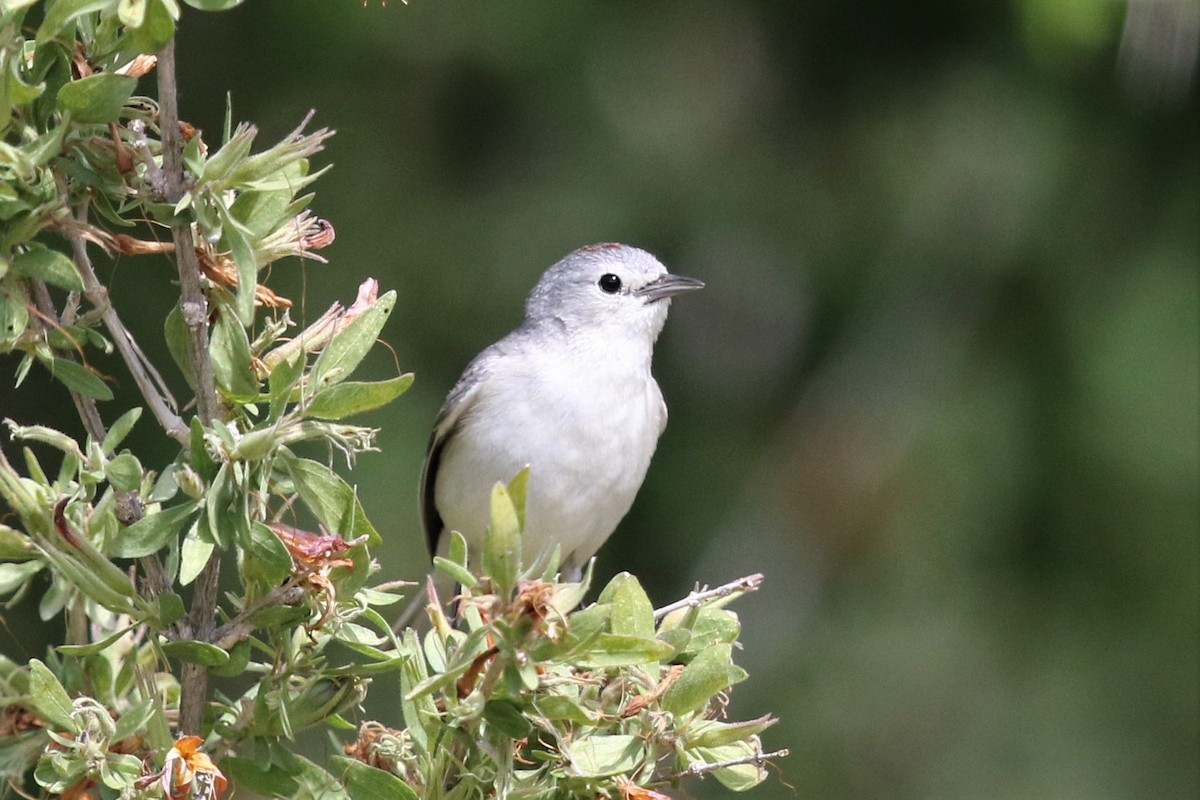 Lucy's Warbler - ML161852171