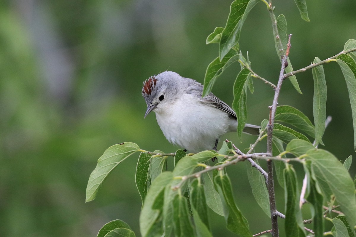 Lucy's Warbler - ML161852221