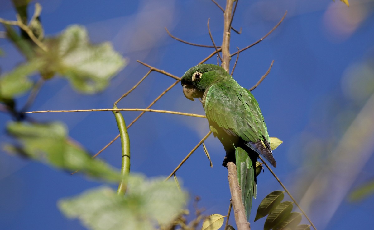 Olive-throated Parakeet (Jamaican) - Jay McGowan