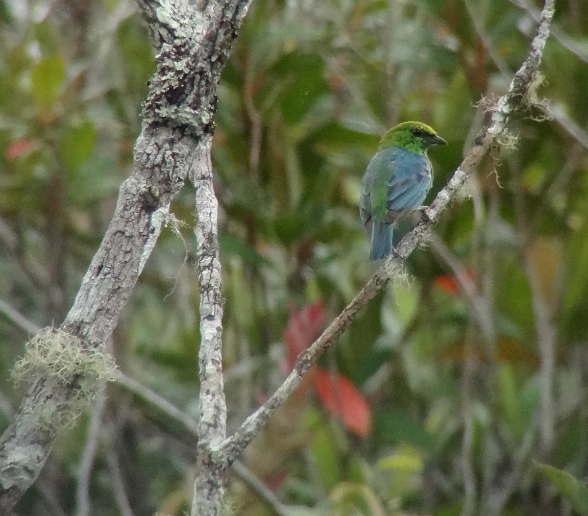 Dotted Tanager - ML161856661