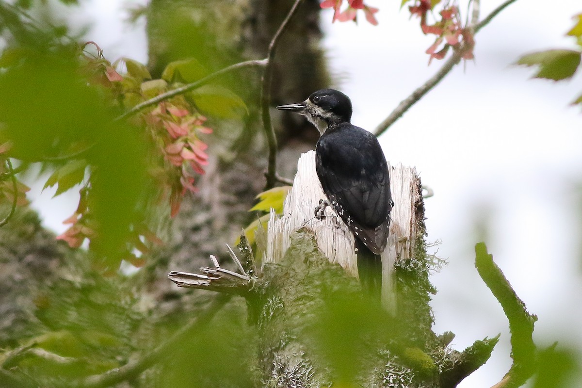 Black-backed Woodpecker - ML161858351