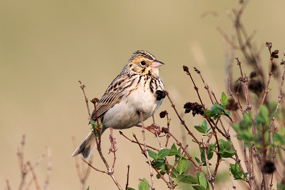 Baird's Sparrow - Johan Nilsson