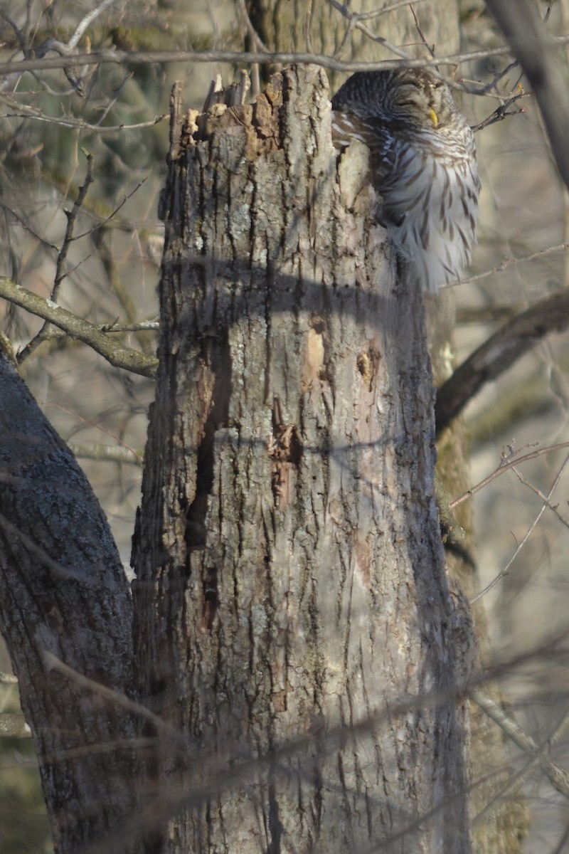 Barred Owl - ML161859391