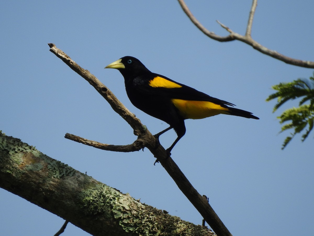 Yellow-rumped Cacique - ML161859861