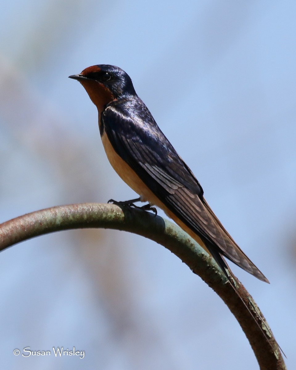 Barn Swallow - ML161860791