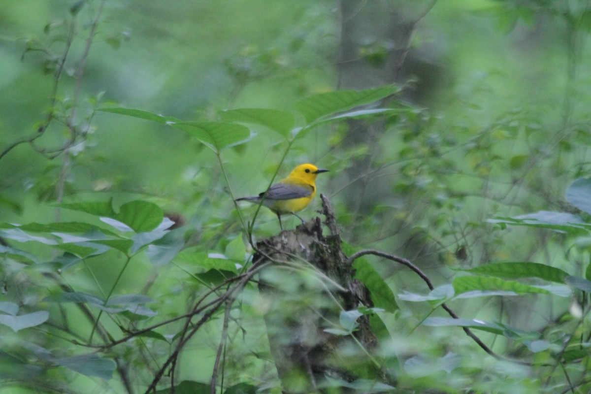 Prothonotary Warbler - Abra Welch