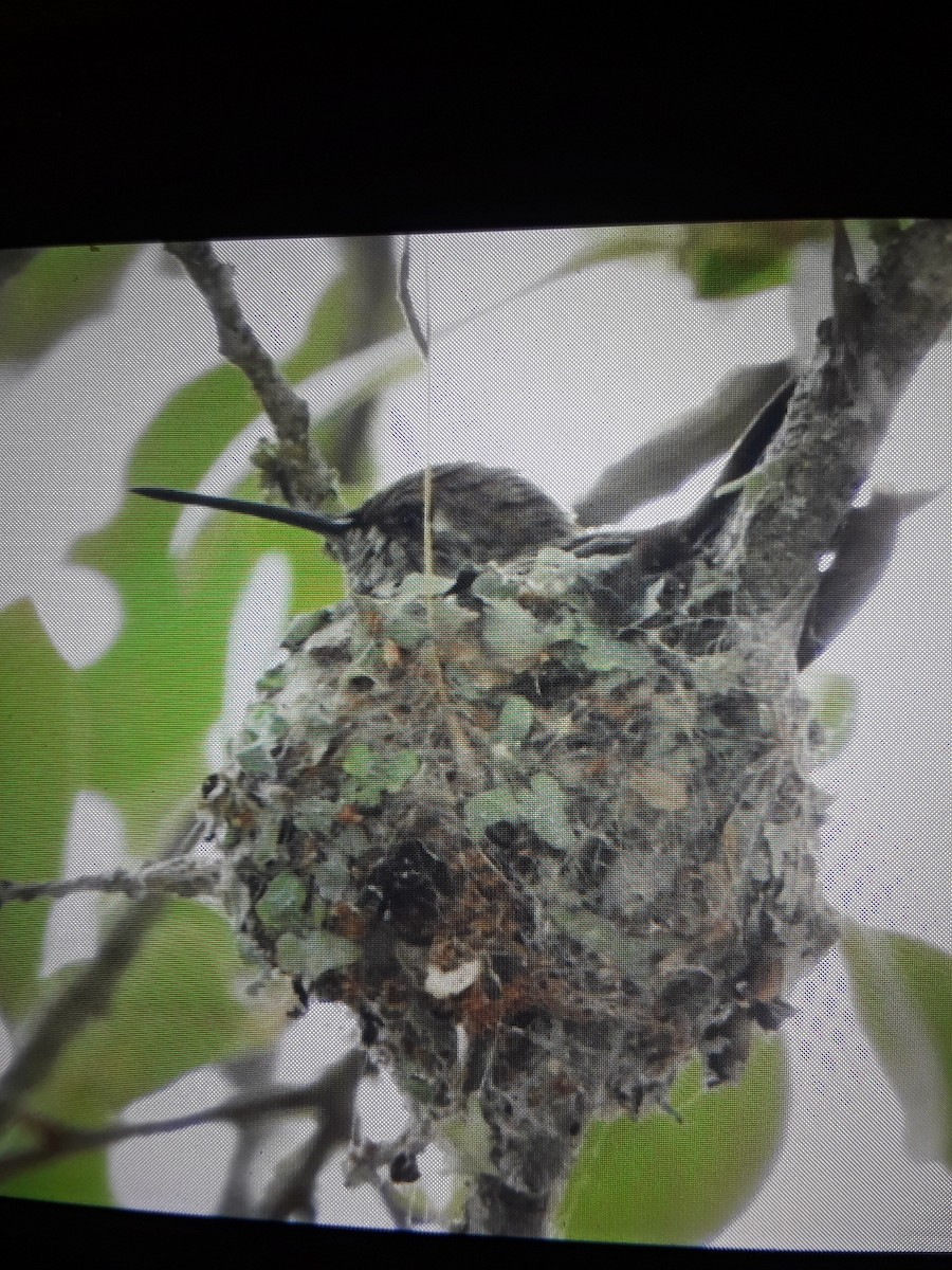 Black-chinned Hummingbird - ML161867331