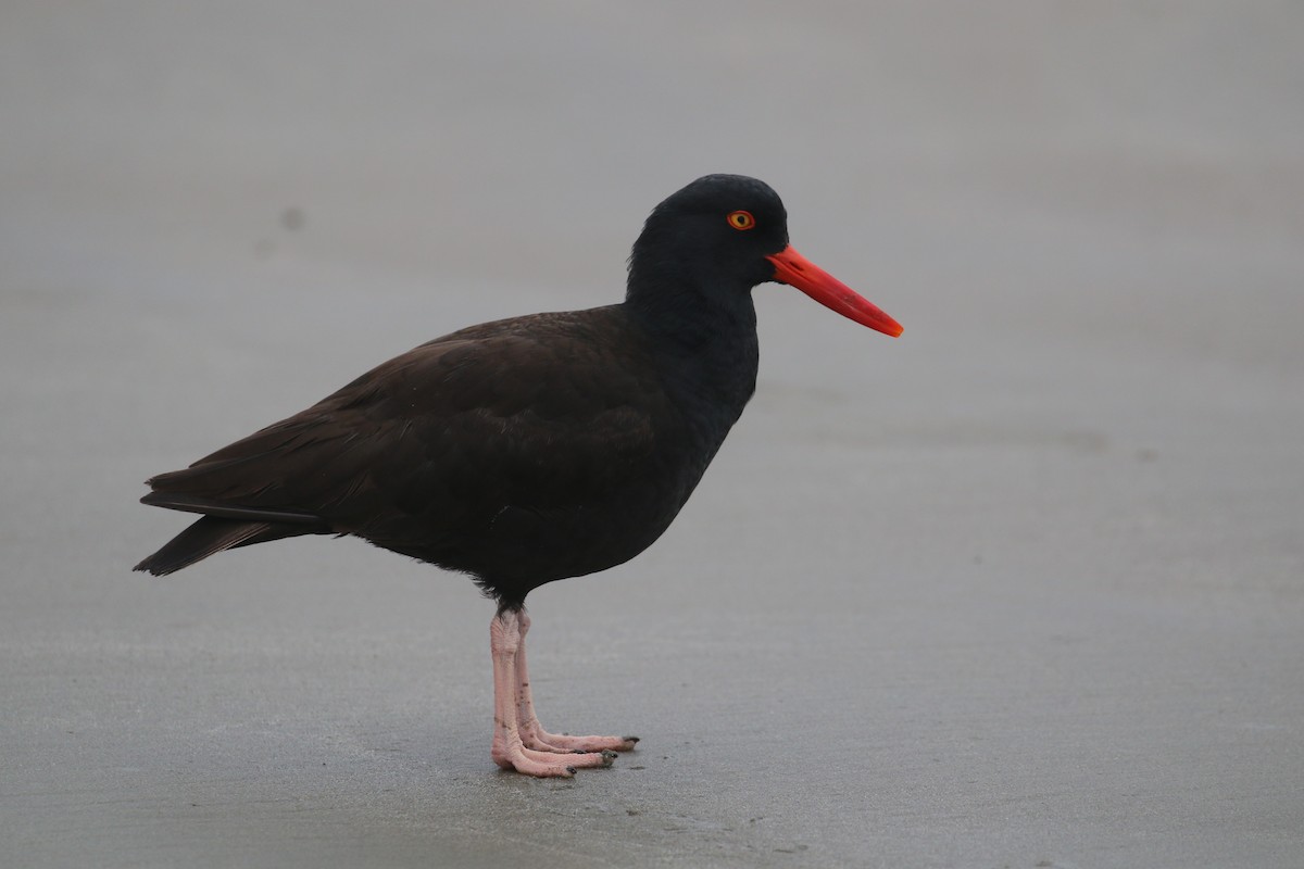 Black Oystercatcher - Pair of Wing-Nuts