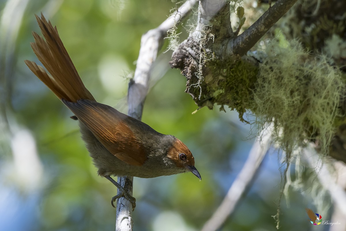 Red-faced Spinetail - ML161874091