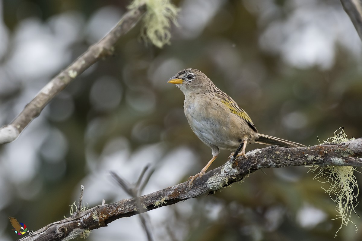 Wedge-tailed Grass-Finch - ML161875851