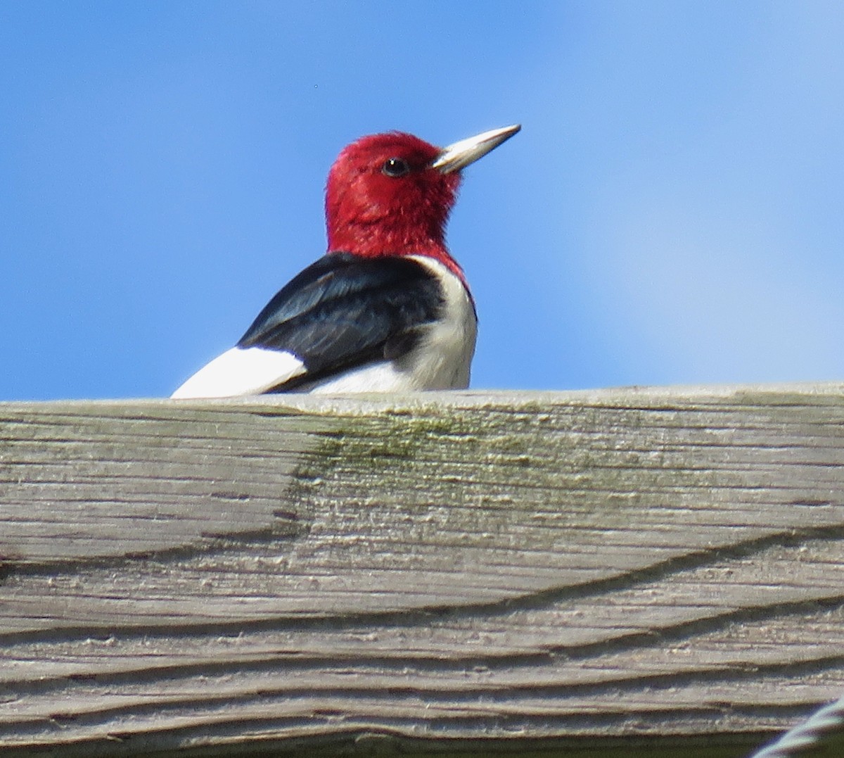 Red-headed Woodpecker - ML161879541